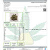 Sunset Sherb Hemp