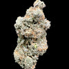 Close up of hemp flower bud on dark background. 