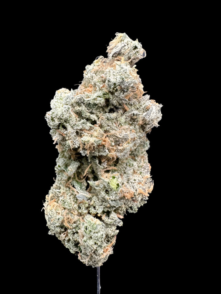Close up of hemp flower bud on dark background. 
