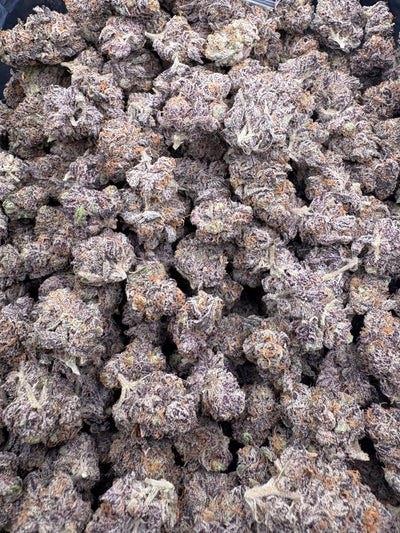 Biscotti Cream Hemp