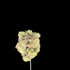 Blueberry Pound Cake Hemp bud on dark background. 