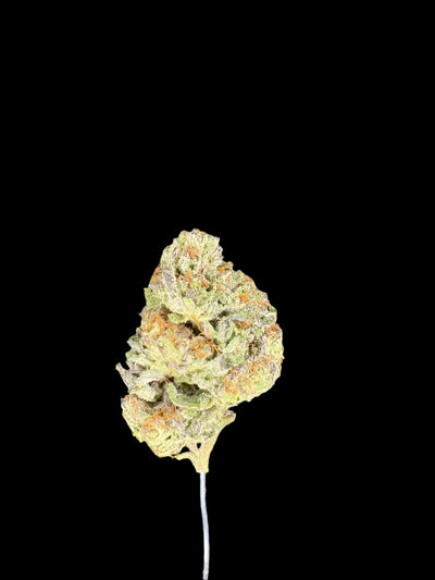 Bottom Bird Hemp bud on dark background
