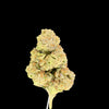 Candy Cane Hemp