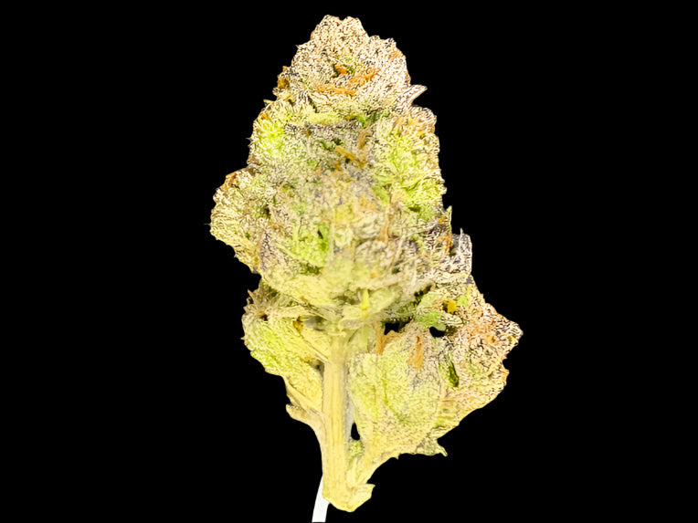 Cherry Biscotti Hemp - 21.739% - HF003