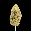 Close-up of a cannabis bud against a dark background