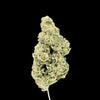 Gas Mintz Hemp
