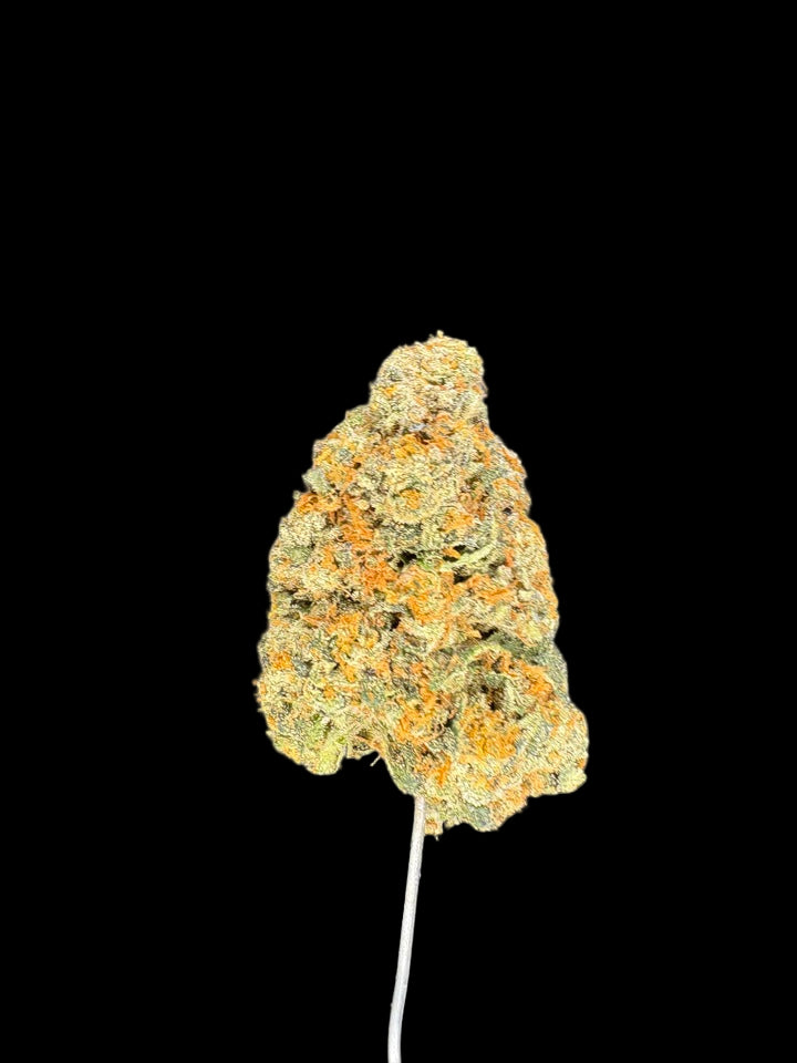Close-up of a cannabis bud on a black background