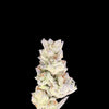 Gorilla Glue Hemp bud on a dark background. 