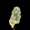 Gush Mintz Hemp bud on dark background. 