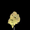 Hallee Berry Hemp bud on a dark background. 