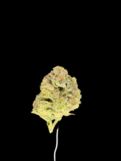 Hallee Berry Hemp bud on a dark background. 
