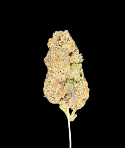 Ice Cream Waffle Cone Hemp bud on dark background. 