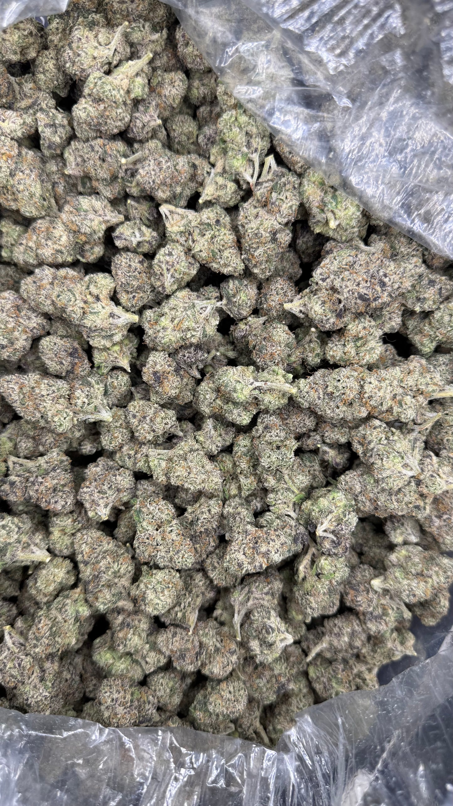 Jealousy Hemp