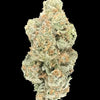 Close up of hemp flower bud on dark background. 