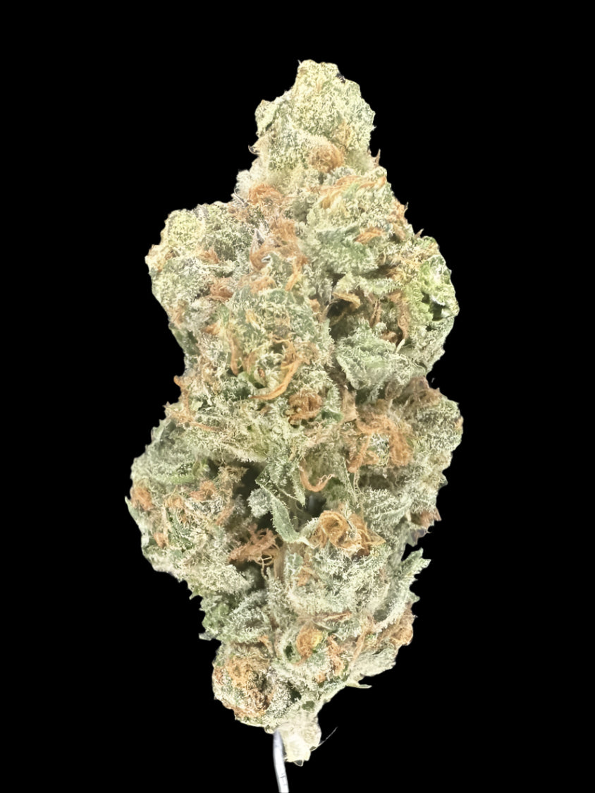 Close up of hemp flower bud on dark background. 