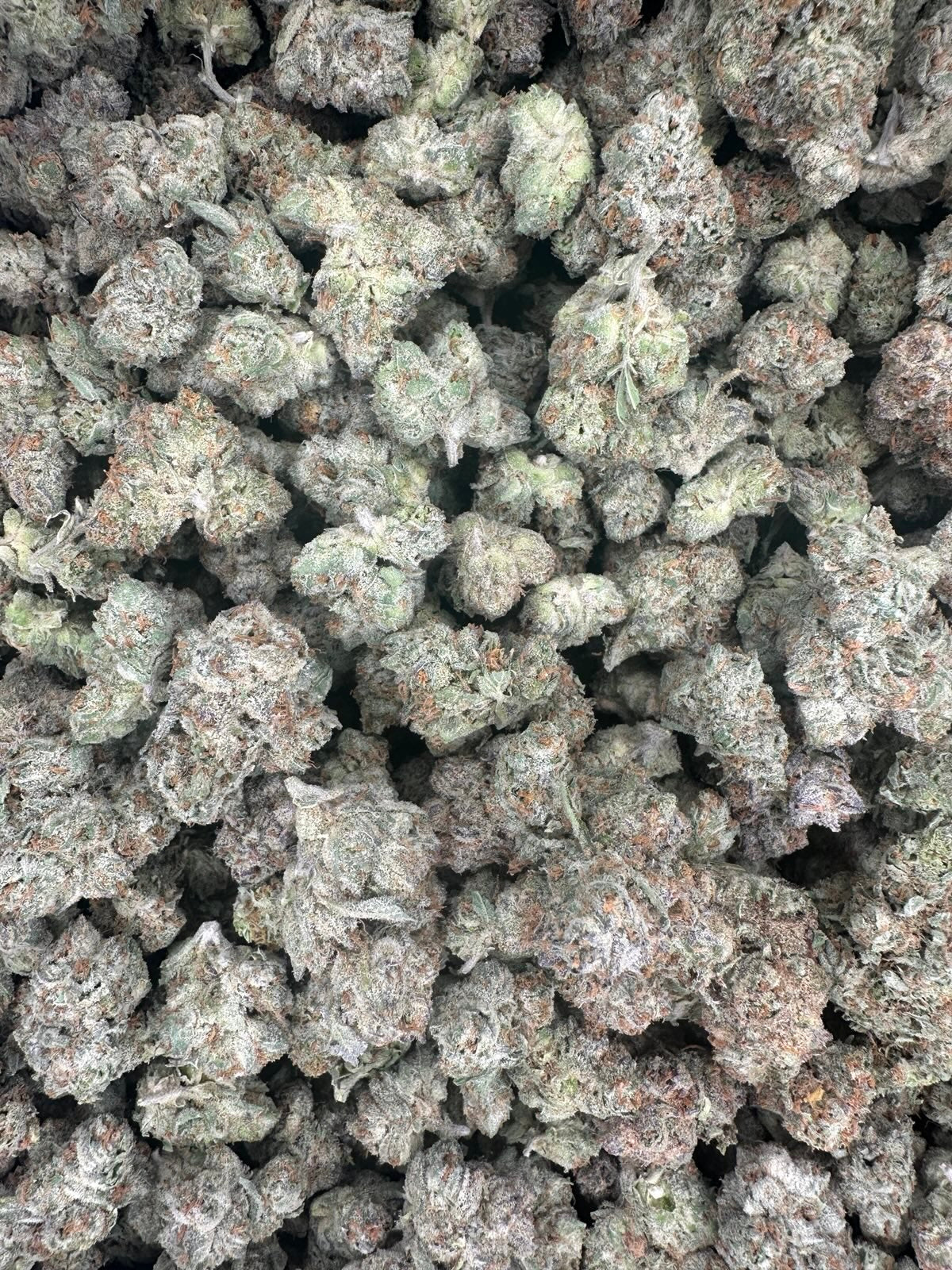 Hemp flower buds in a bag. 