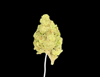 MMOG Hemp - 55-309