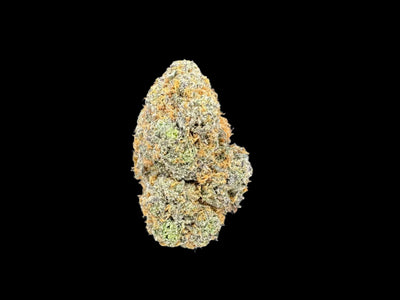 Close up of hemp flower bud on dark background. 