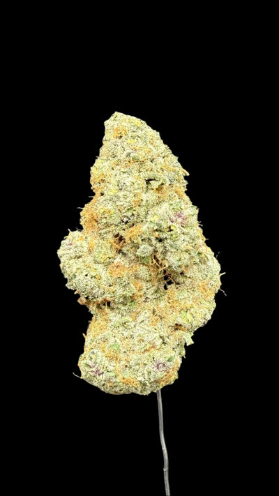 Ocean Air Hemp Flower bud on a dark background. 