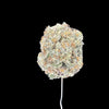 Peanut Butter Brittle Hemp