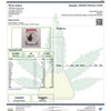 Black Scotti Hemp