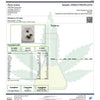Blueberry Pound Cake Hemp