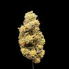 Close-up of a cannabis bud on a dark background