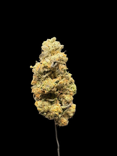 Close-up of a cannabis bud on a dark background