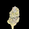 Sour OG Hemp bud on a dark background. 