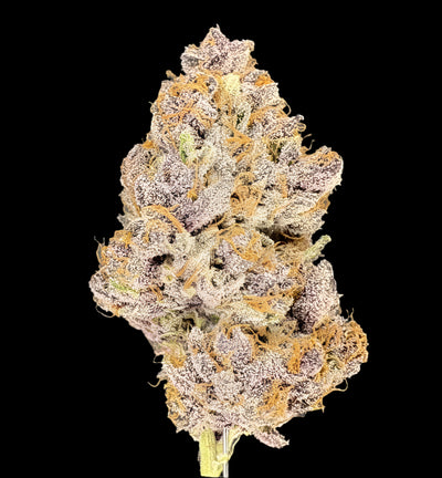 Trop Cherry Hemp - CF008-295