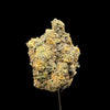 Close-up of a cannabis bud on a dark background