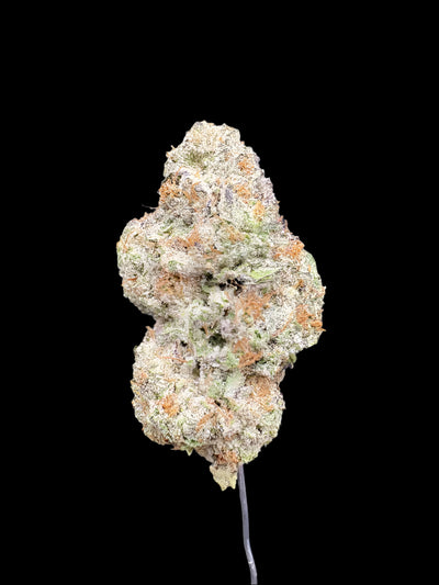 White Tahoe Cookies Hemp Flower bud on a dark background. 