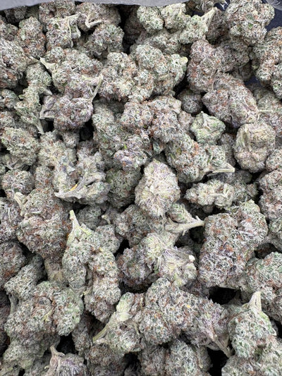 White Tahoe Cookies Hemp Flower buds in a bag. 