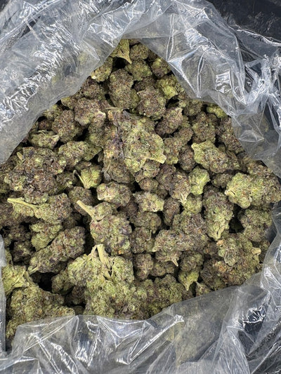Bag full of processed Blueberry Pound Cake Hemp buds. 
