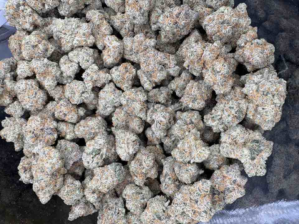College Park Hemp