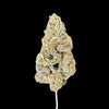 Daiquiri Hemp