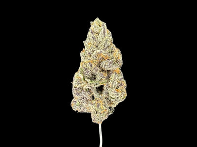 Daiquiri Hemp